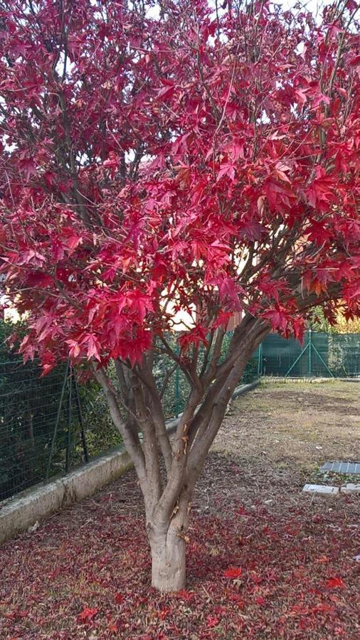 إيربوسكو Acero Rosso B&B In Franciacorta المظهر الخارجي الصورة
